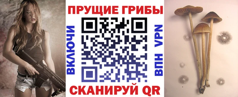 кракен как войти Бийск Псилоцибиновые грибы ЛСД